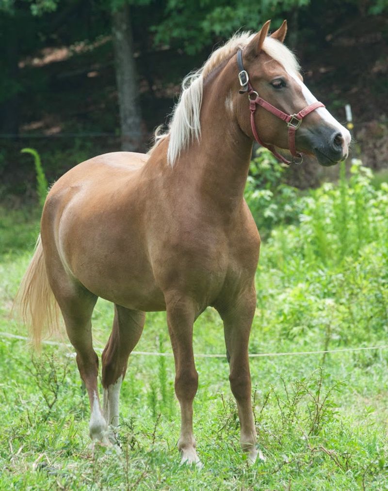 Trail Rides Through A Shady Forest