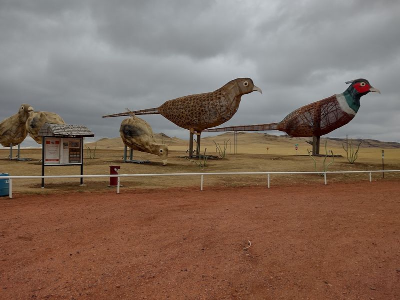 A Pheasant Family Struts Near Mile 24