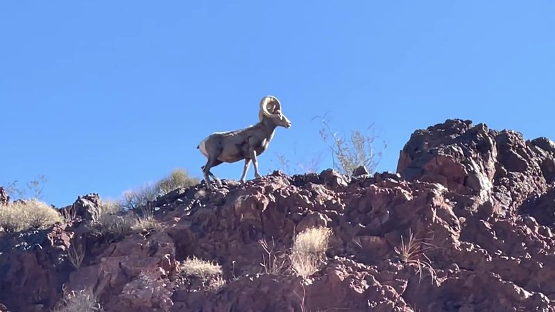 Bighorn Sheep, Roosting Bats, And Endless Blue Water