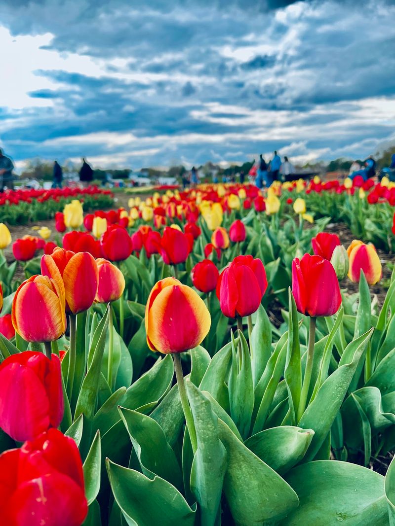 Tulips, Sunflowers, And Fresh Trees