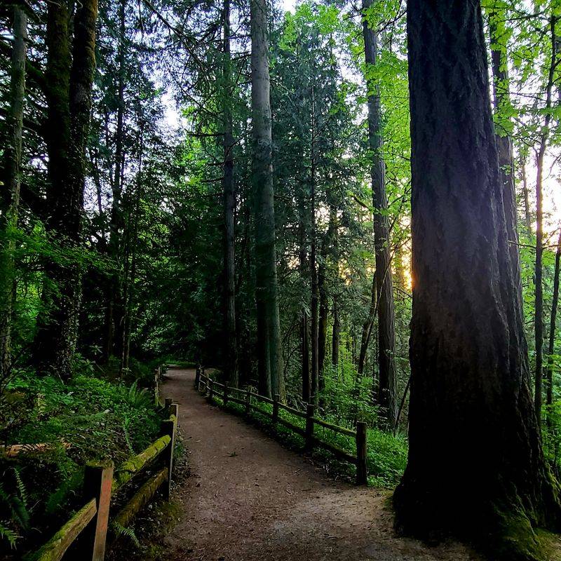 Giants Grow Along This Forest Path