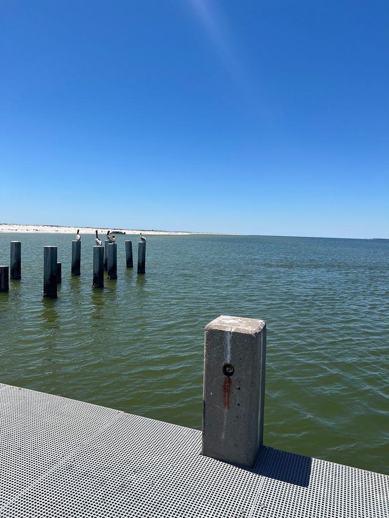 Crabs, Rays, Birds, and Other Island Locals