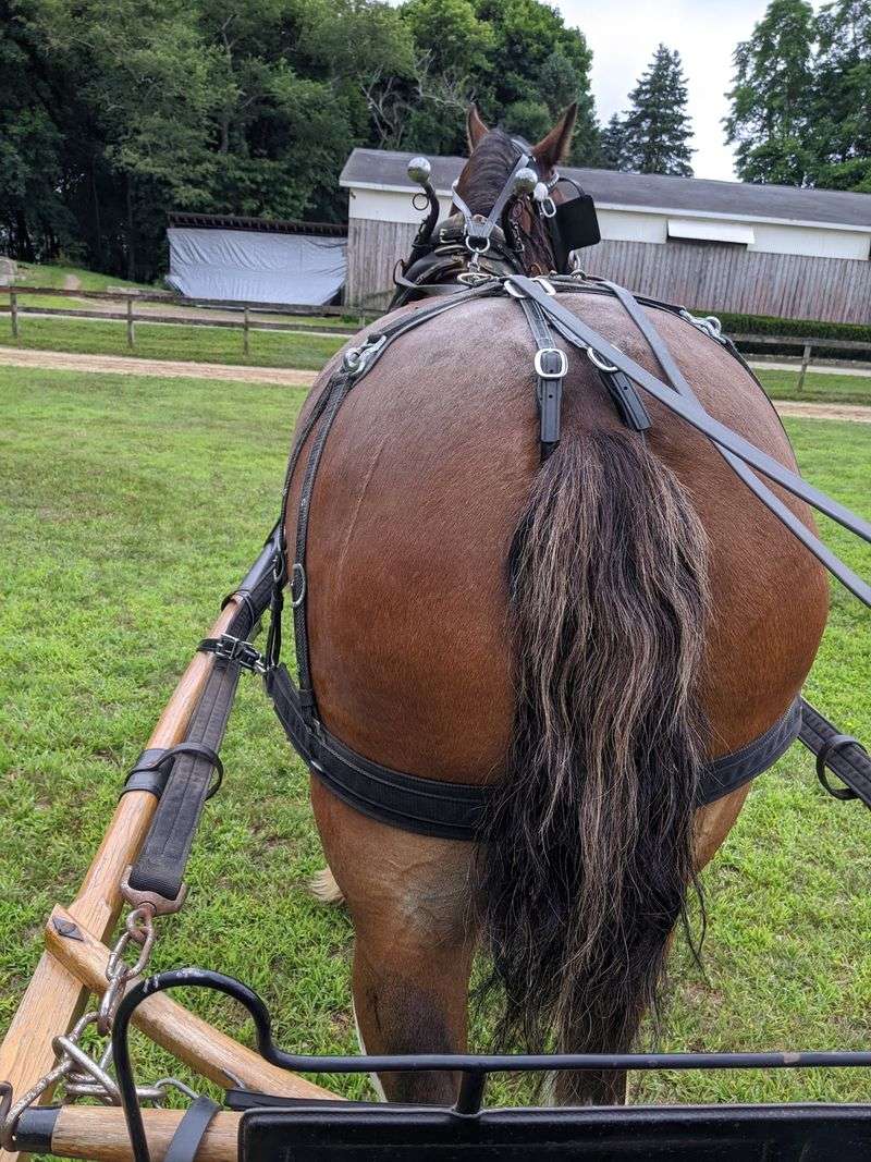 Climb Aboard For A Carriage Ride