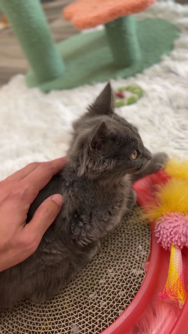The Kitten Room Is Pure, Tiny Chaos