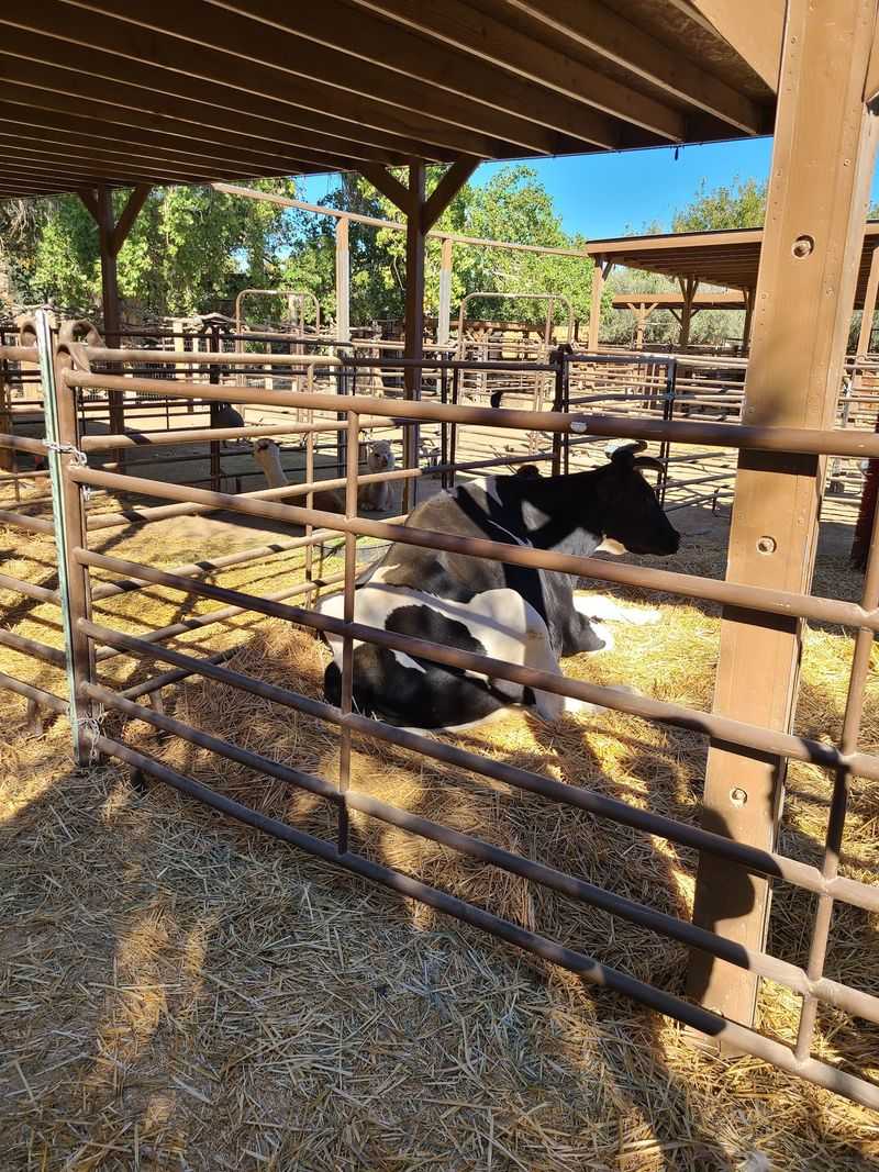 A Safe Haven For Rescued Animals