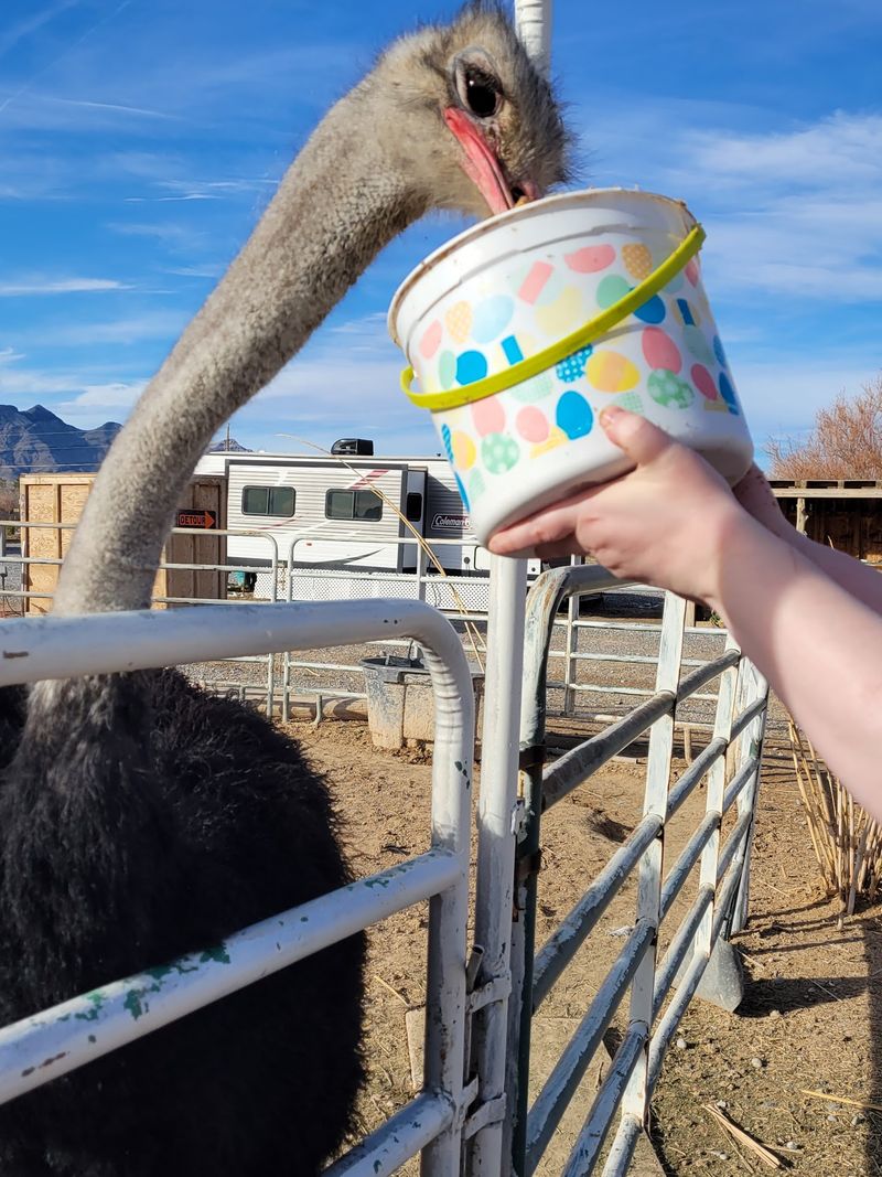 Plan Your Trip To Pahrump The Smart Way