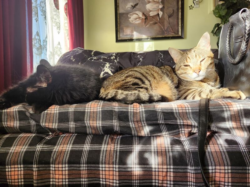 Bring Your Patience Because Adoption Here Is Thorough