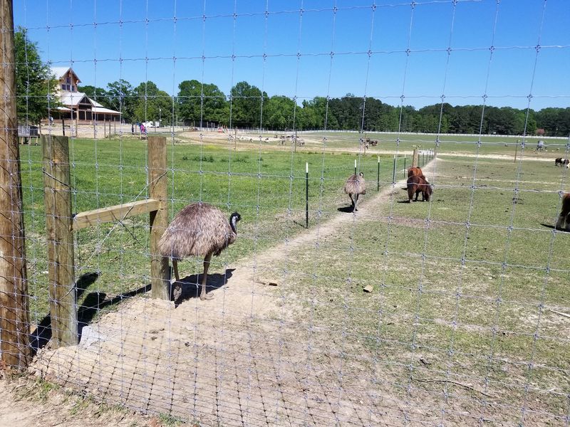 The Ostrich Toll Booth At The Entrance