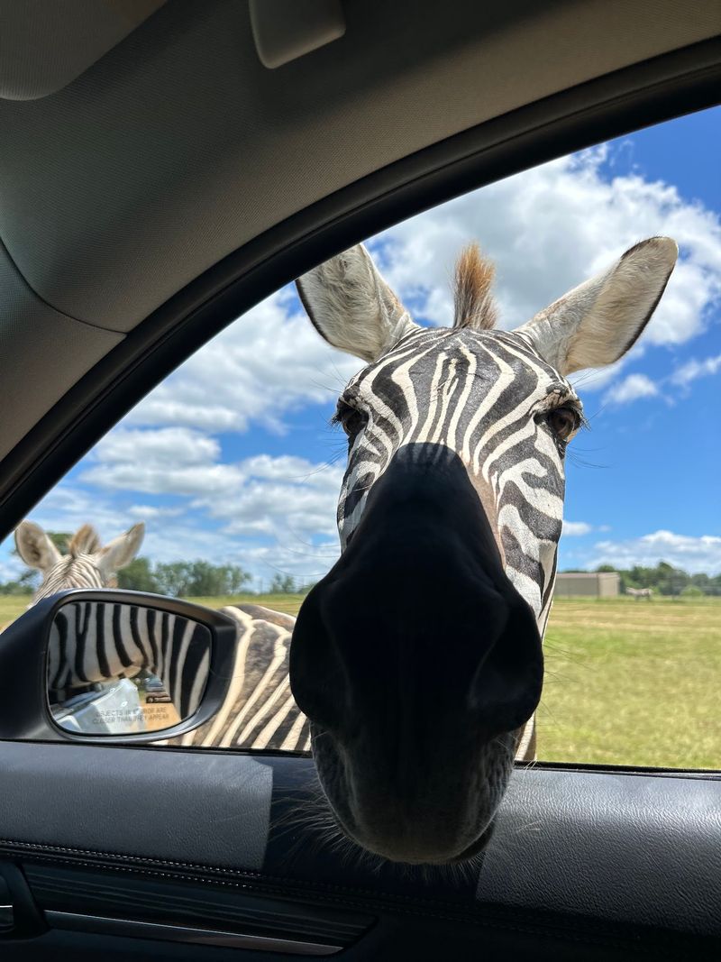 Rolling Through the Drive-Through Trail