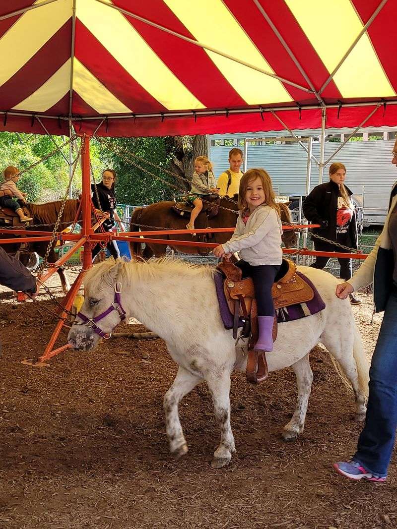 Goats Ponies And A Llama Named Who Knows