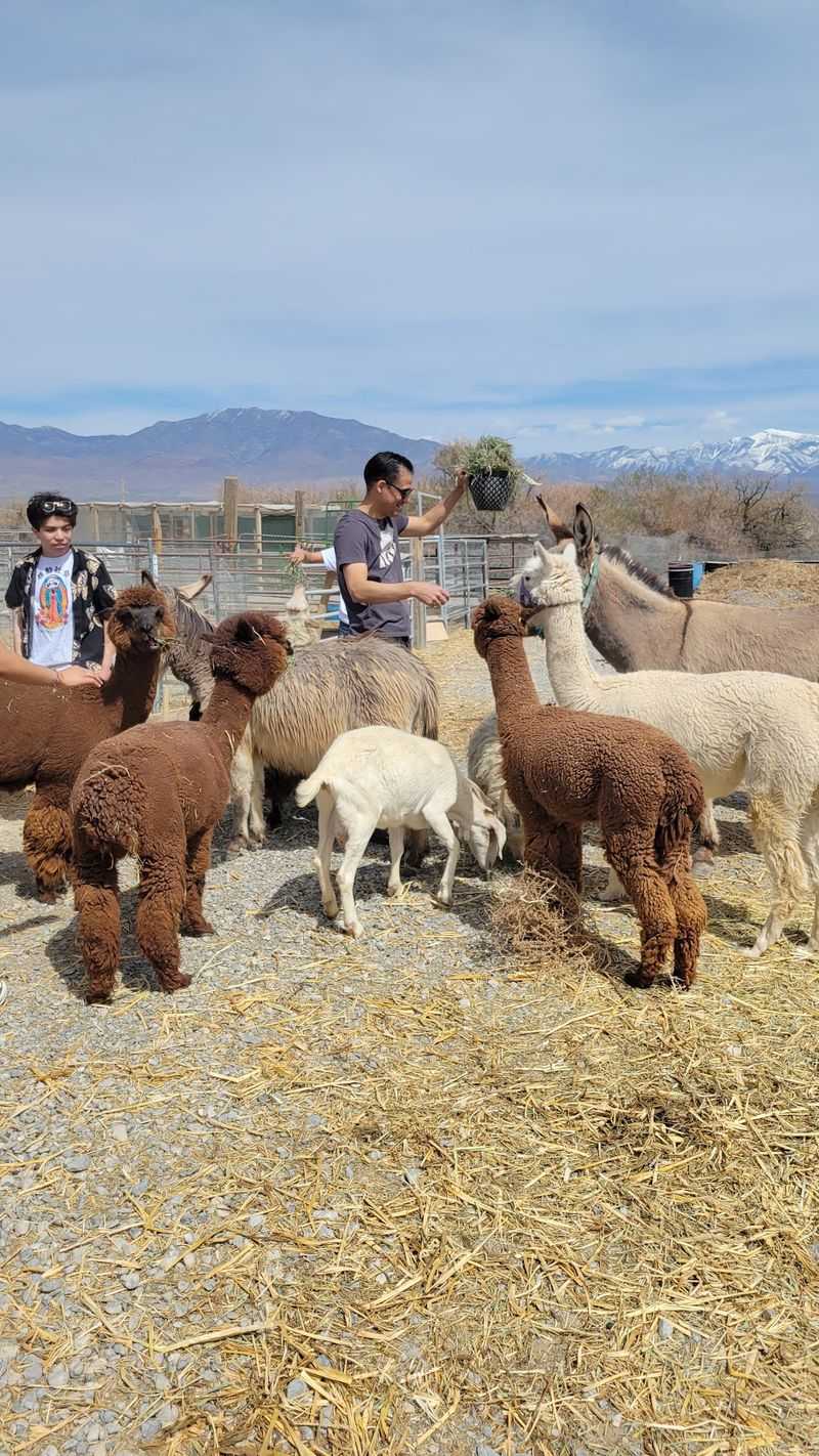 A Hemp Farm Dream Turned Into A Happy Animal Haven
