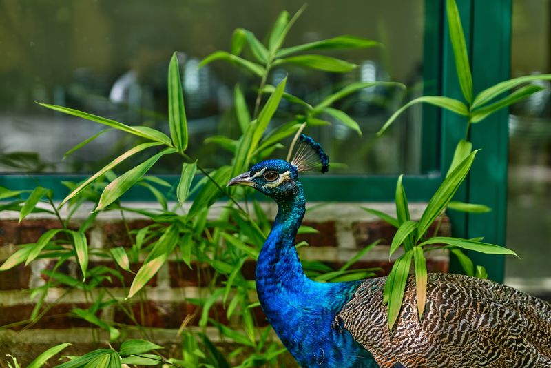 Peacocks Rule The Paths