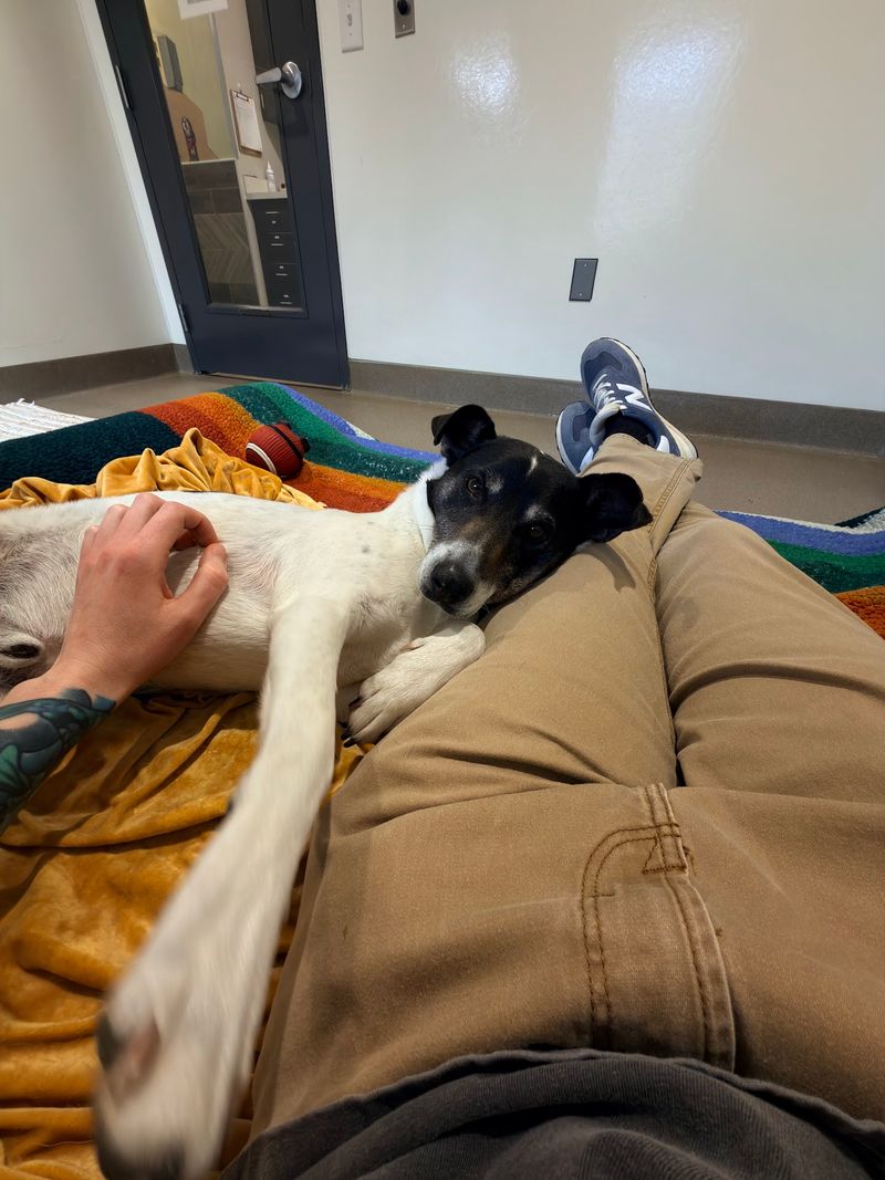 Tours, Films, And Ways To Lend A Paw