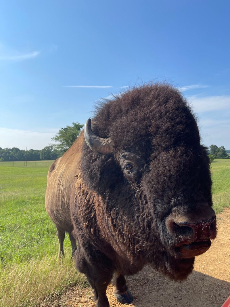 Bison, Watusi, and the Big Hoofed Crowd
