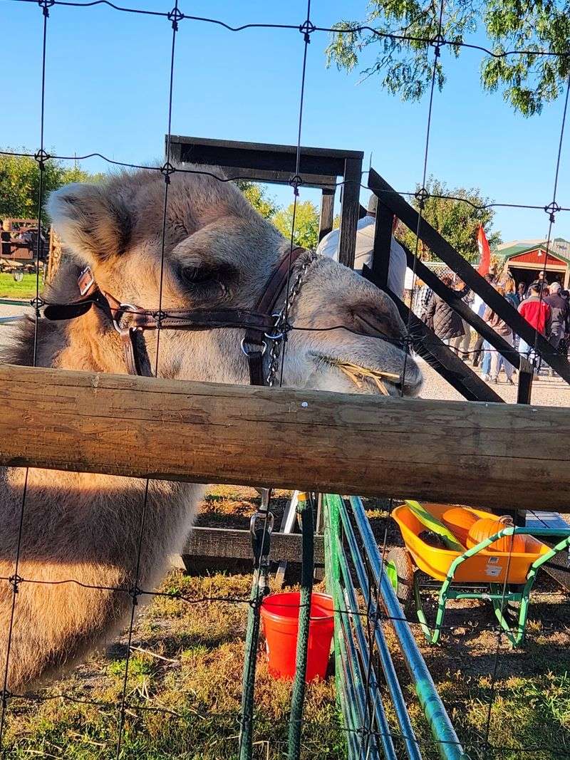 Saddle Up For Pony And Camel Rides