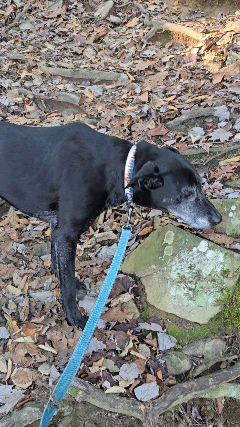 Pack Light, Leash The Pup, And Know The House Rules