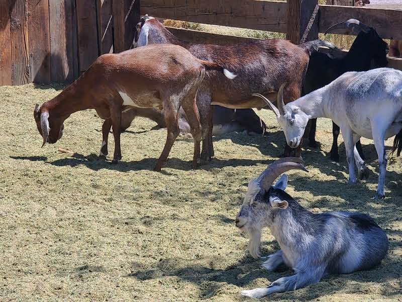 Furry And Feathered Farm Friends
