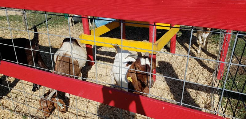 Cow Trains, Pony Rides, And Pig Races
