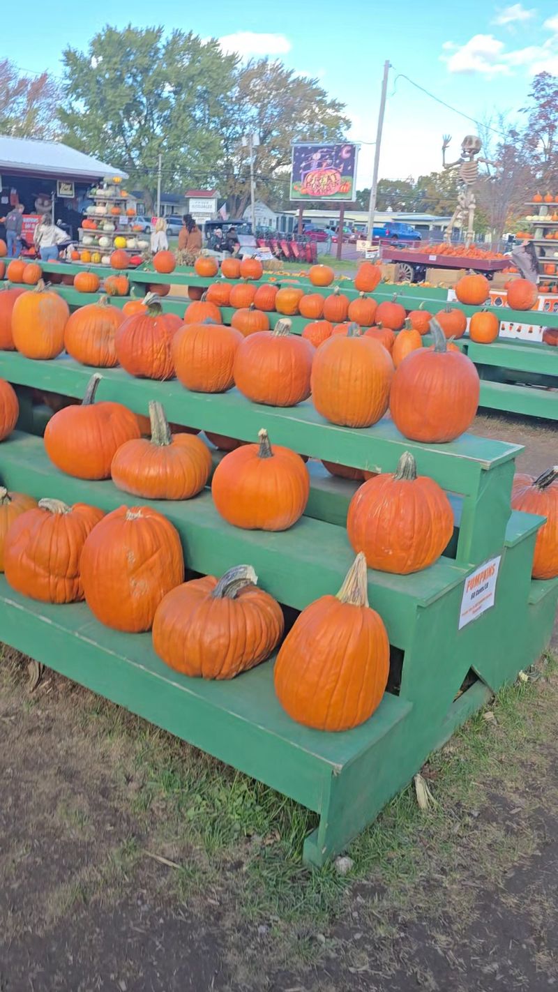 Zillions Of Pumpkins To Pick
