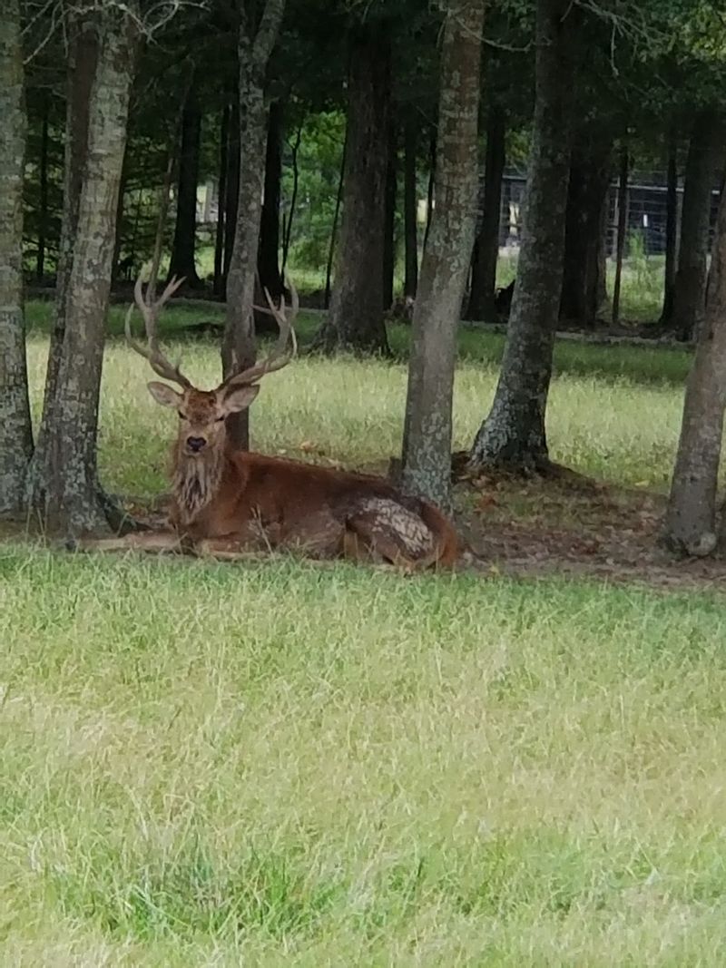 Bison, Longhorns, And Other Big Beasts