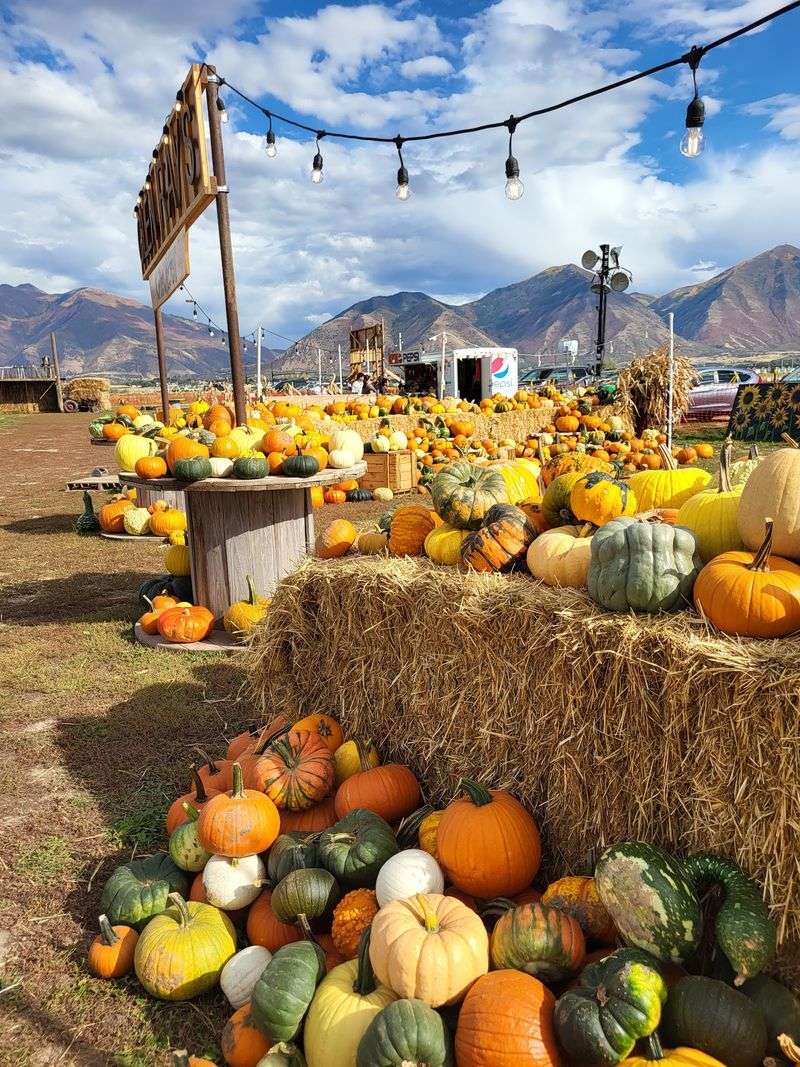 Glen Ray's Corn Maze and Pumpkin Patch
