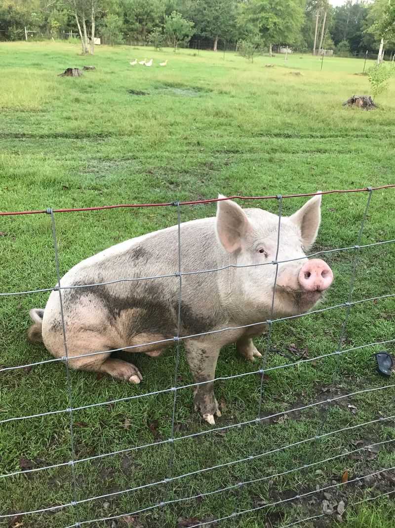 Black Creek Farm llc, Picayune, MS