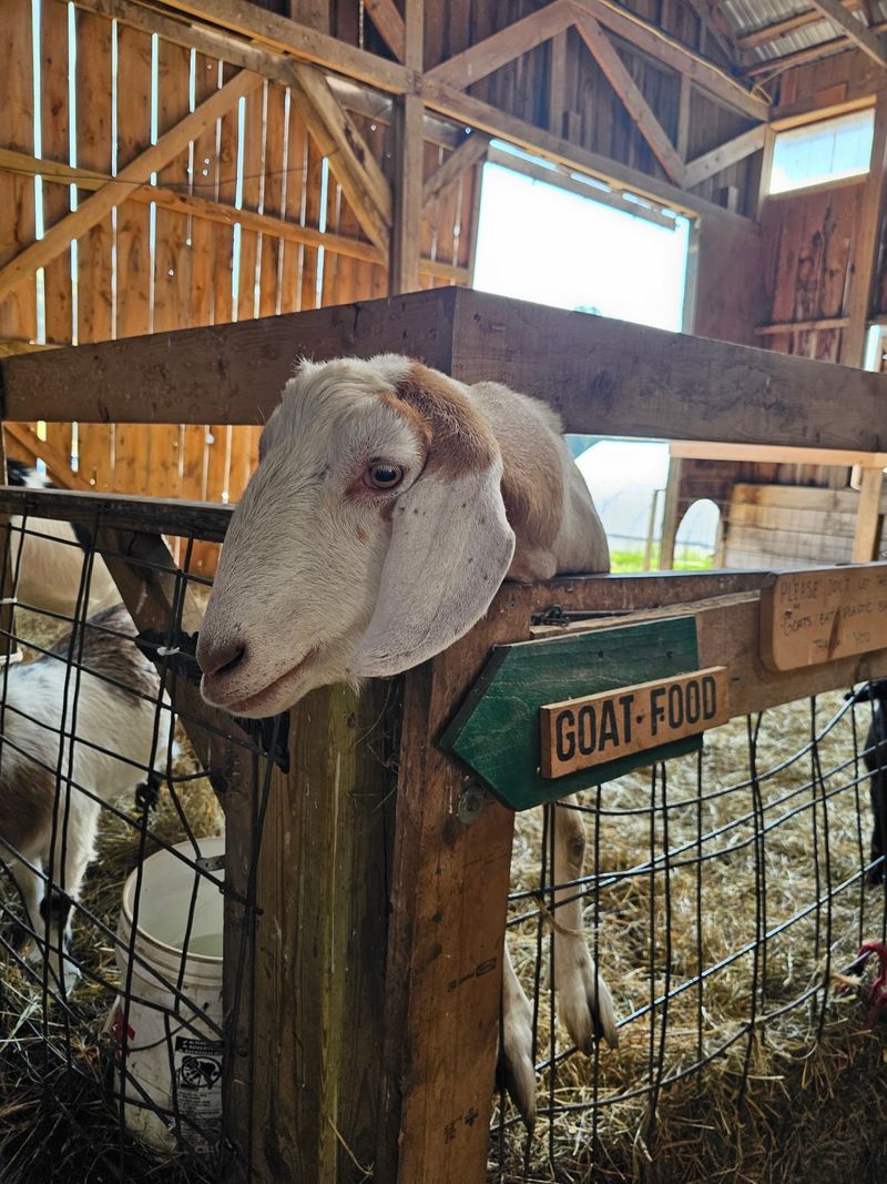 Goats, Trout, And Furry Friends