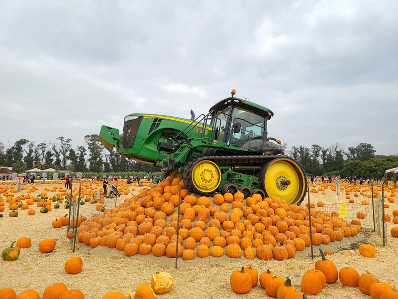 Weekend Shows And Racing Pigs
