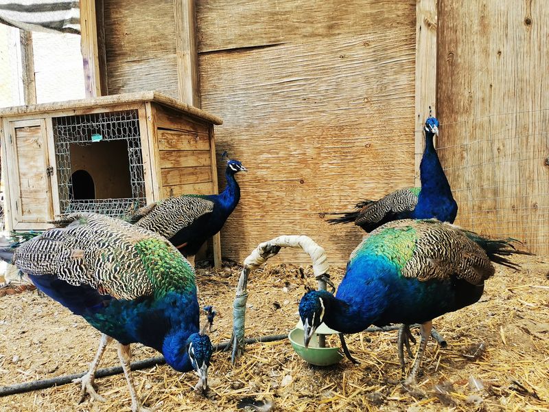 Ostriches, Peacocks, And Other Surprising Residents