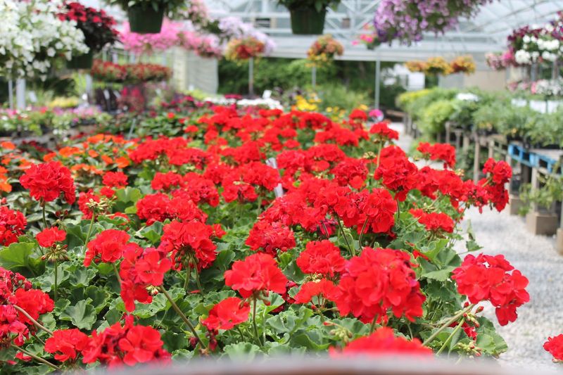 Walton's Greenhouse Tupelo