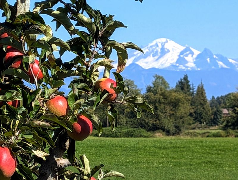 Breakfast And Lunch Come With A Mount Baker View
