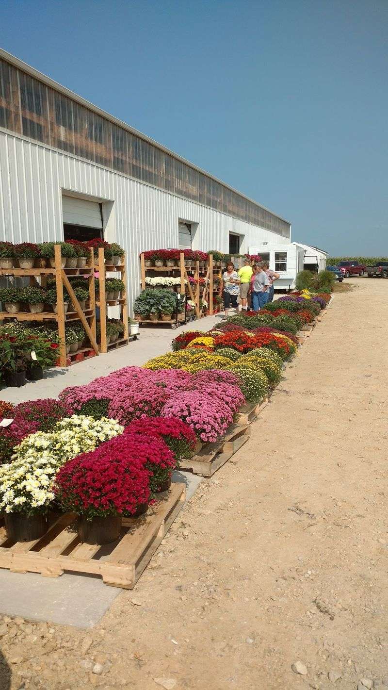 A Sea Of Mums In Every Fall Color
