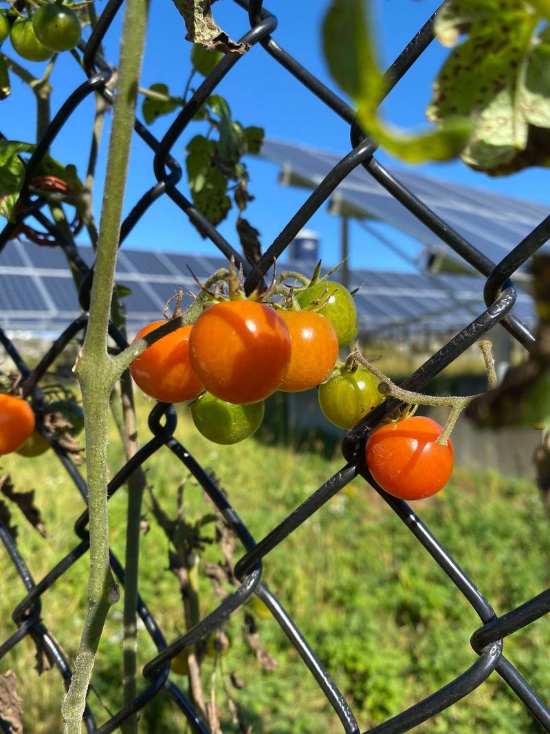 Solar Panels And Tomato Vines Make Surprisingly Good Neighbors