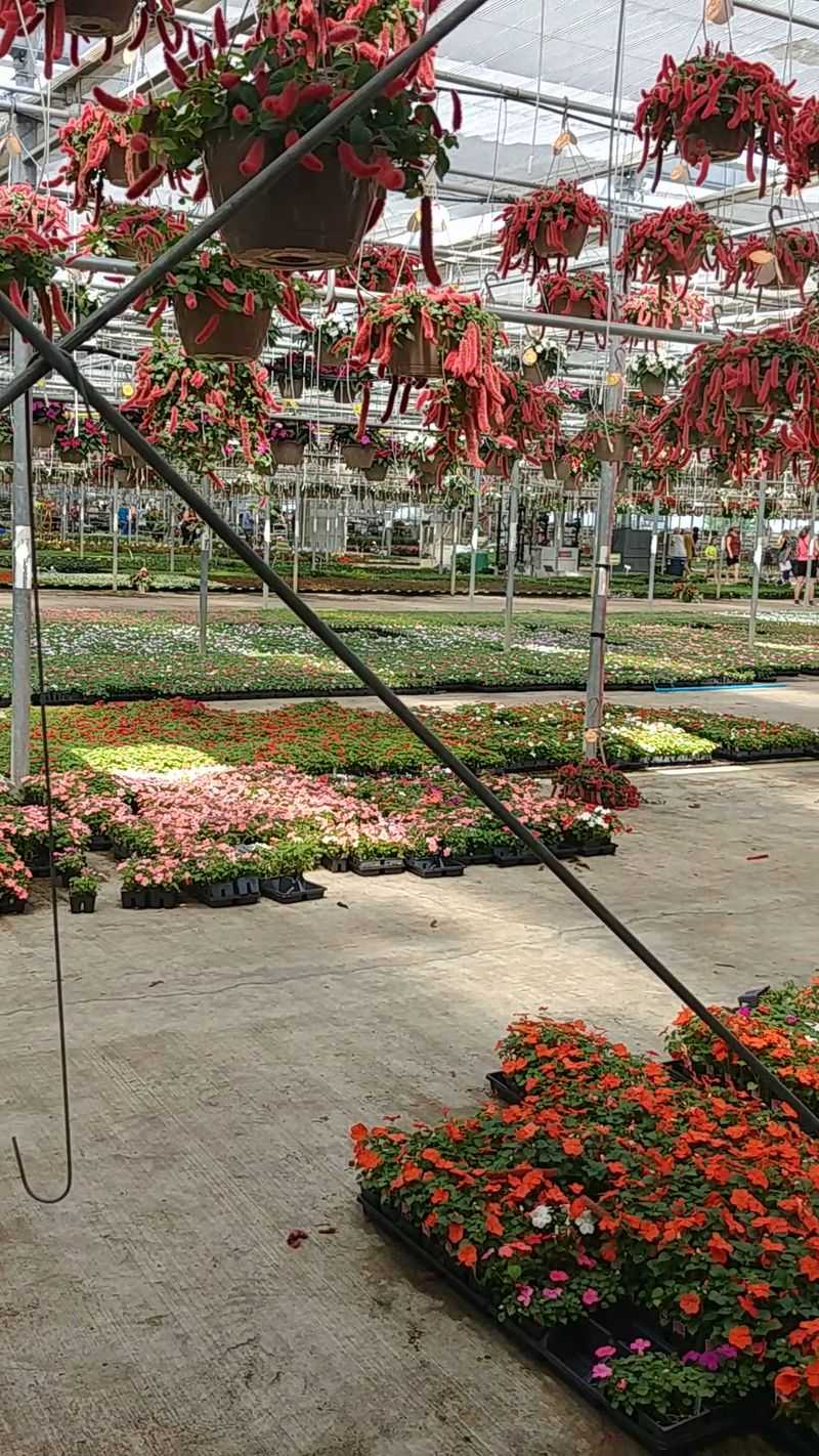 Homegrown Plants Are The Secret Behind Those Friendly Prices