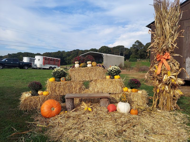 Pony Rides And Pumpkins Make Fall Extra Fun Here