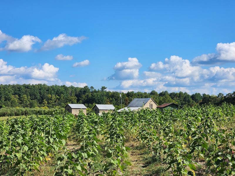 Stepp's Hillcrest Orchard