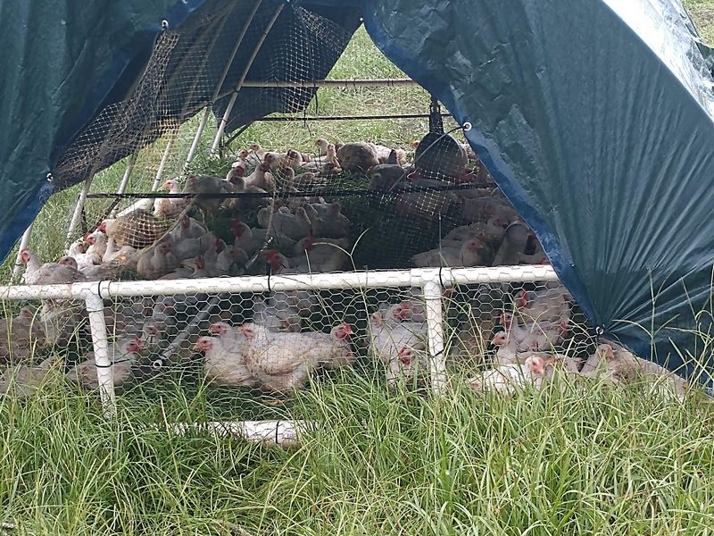 Pasture-Raised Chicken Worth The Drive