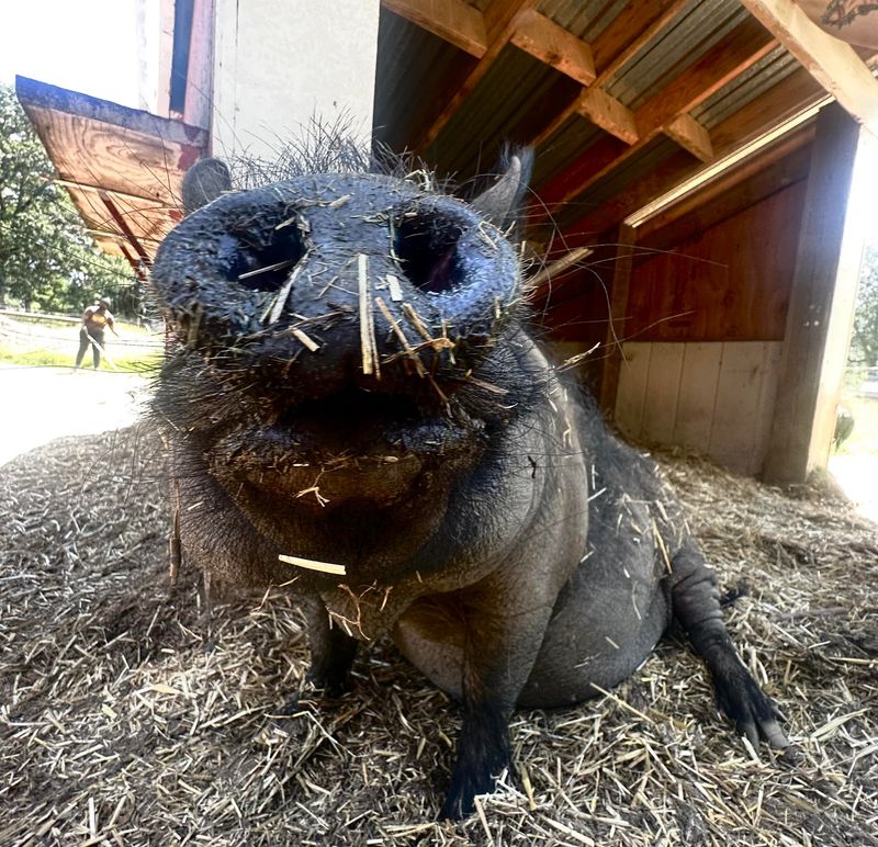 Pigs Who Run The Show