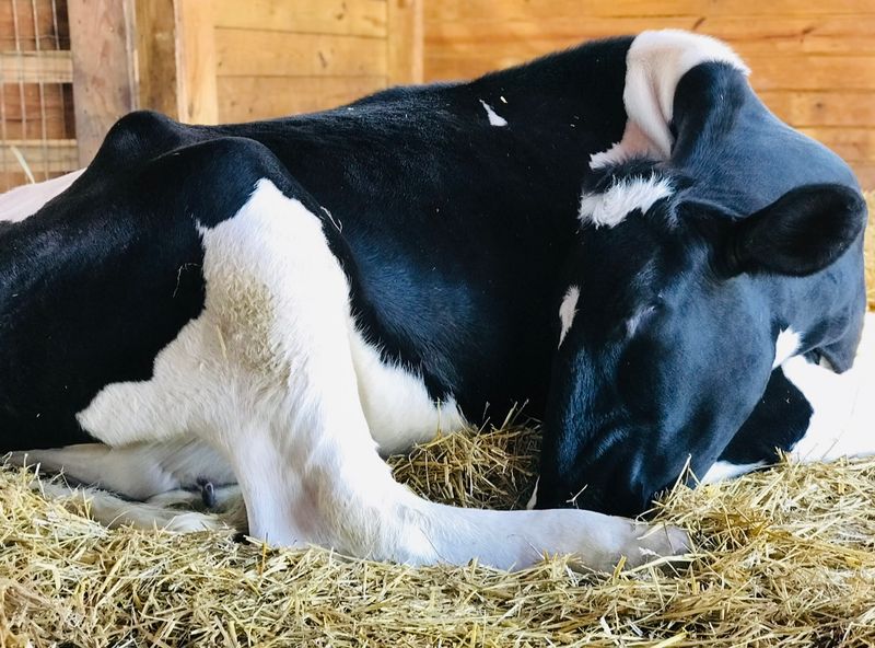 Asha's Farm Sanctuary - Newfane