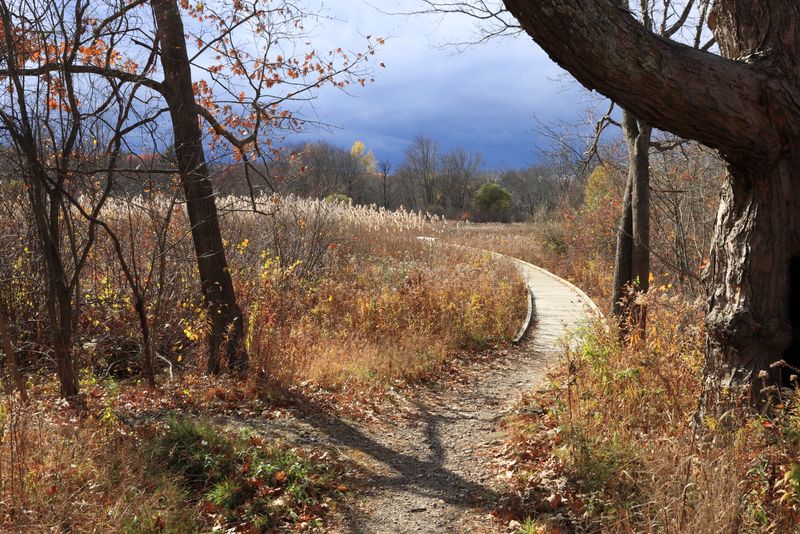 Trade Traffic Noise For Quiet Forest Trails