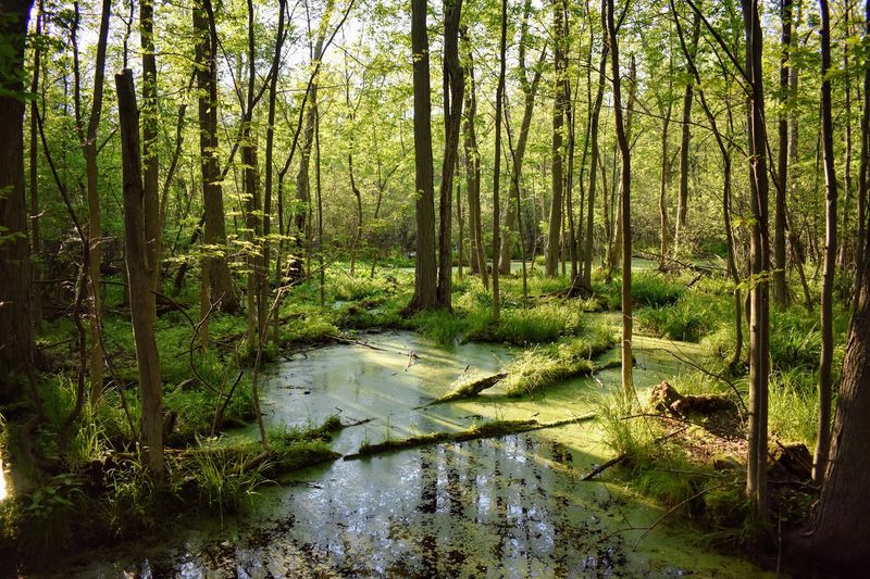 See The World Like A Frog Through A Reverse Periscope