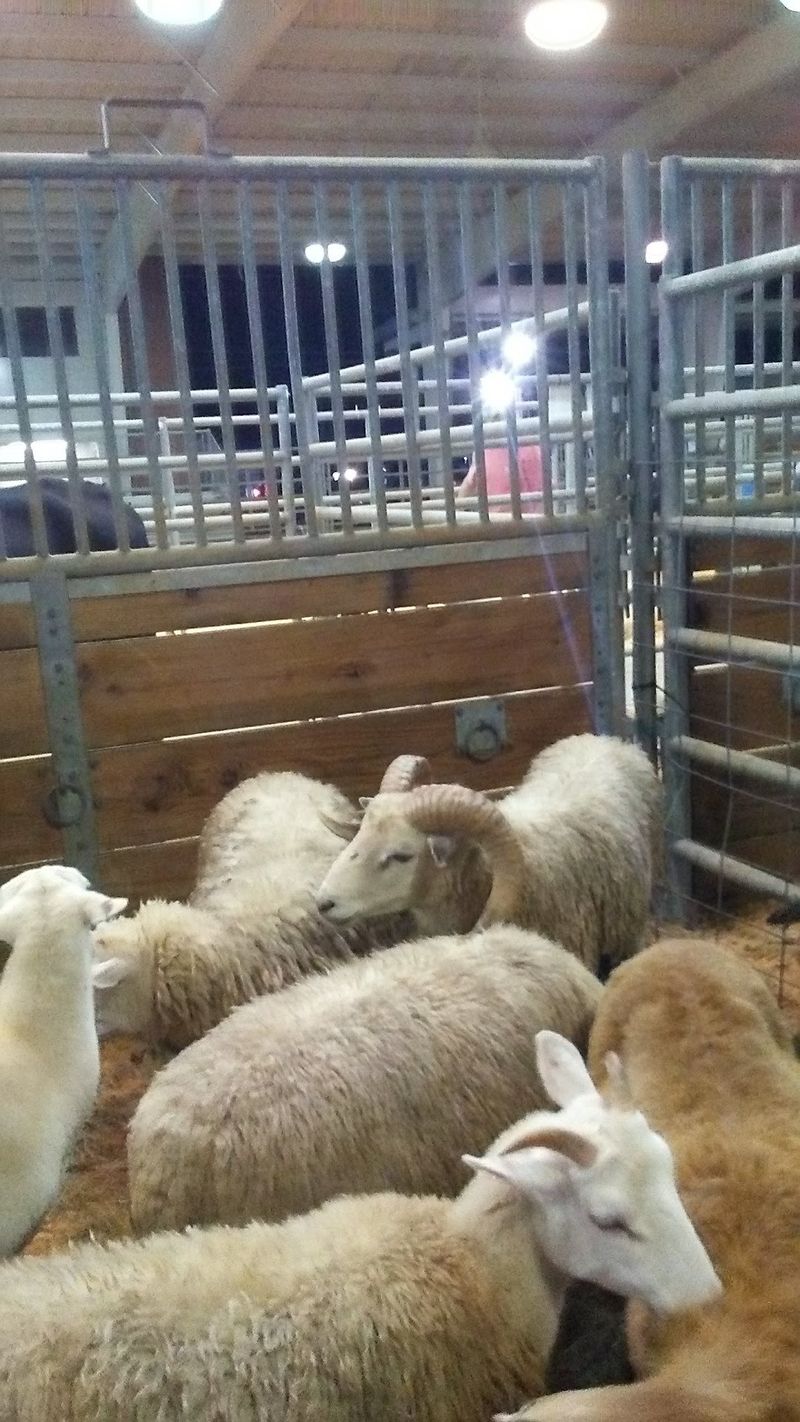 Livestock Barns and 4-H Displays