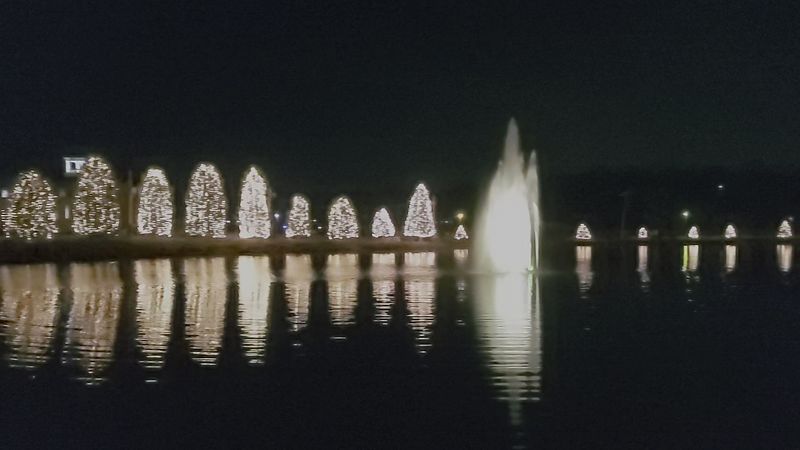 The Lake Steals The Show With Floating Trees
