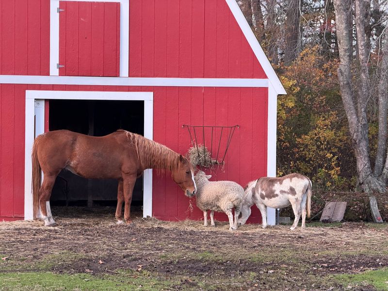 Farm Animals And Lawn Games For All Ages