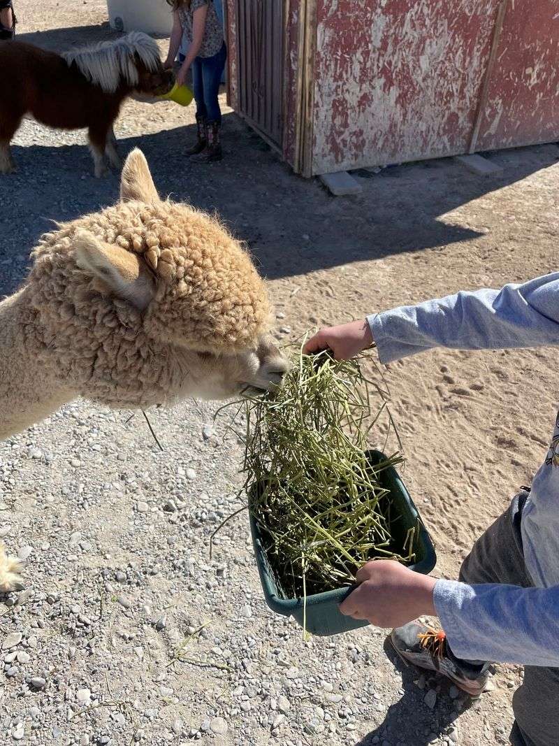 Alpacas With Big Eyes And Even Bigger Personalities