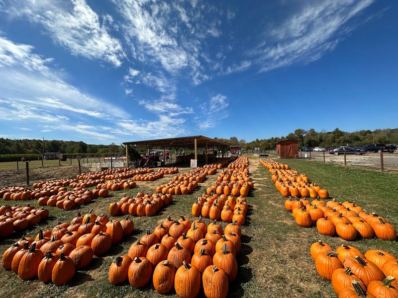 Hunting For The Perfect Pumpkin