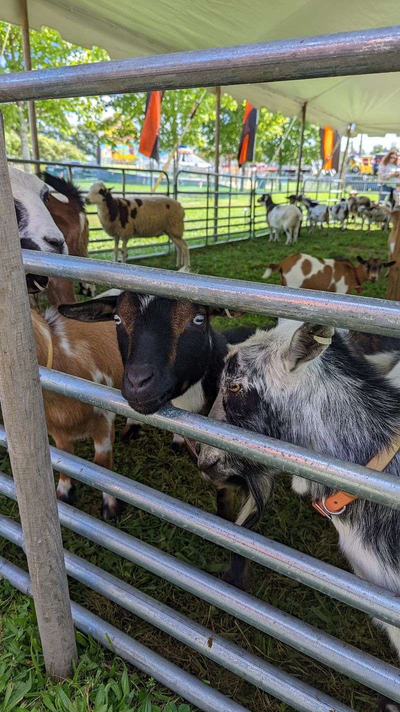 Goats And Hens Steal The Show