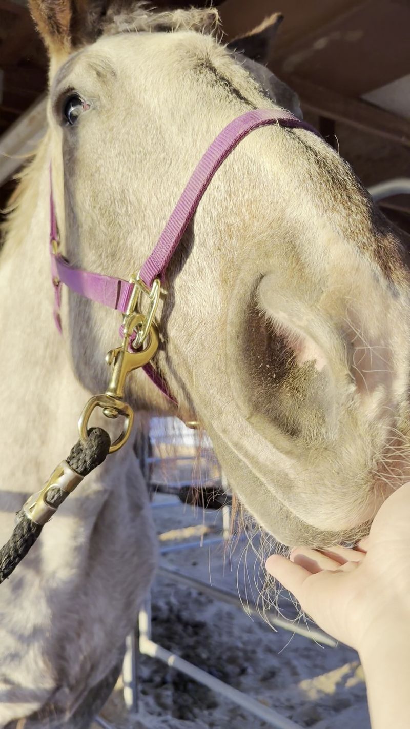 Spring Flings, Halloween Fests, And Birthday Parties With Horses