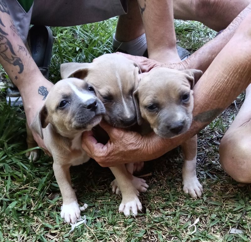 Volunteering, Fostering, and Donations