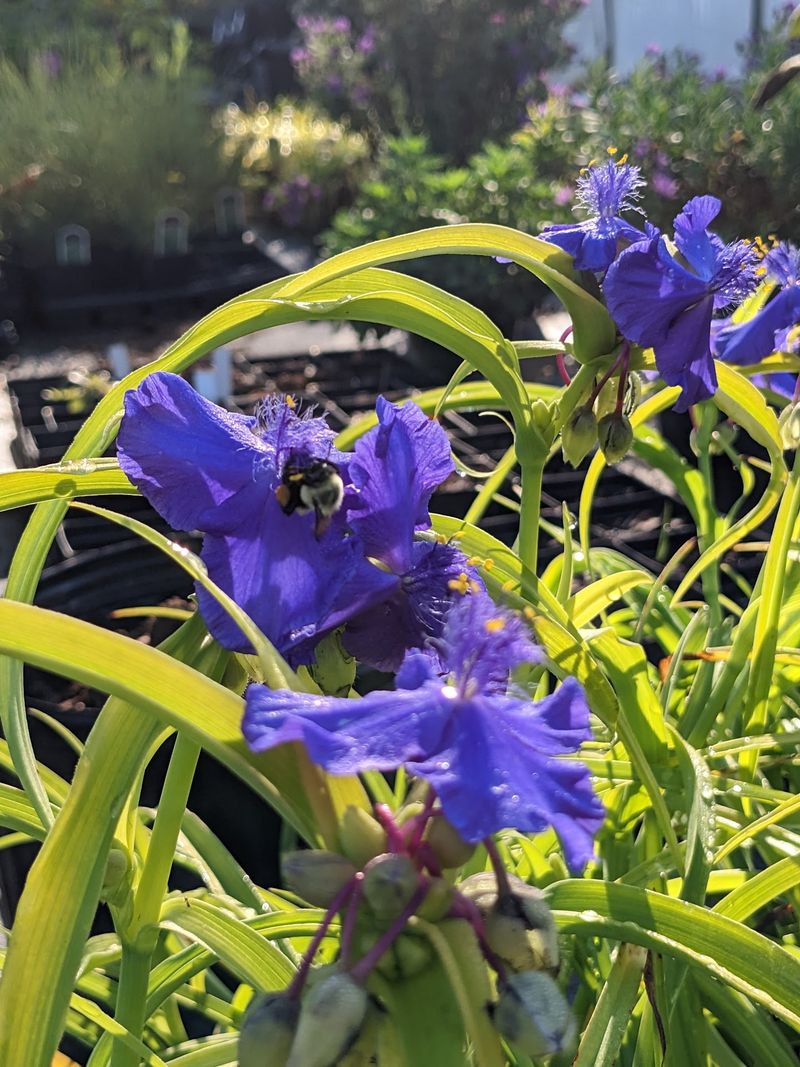 Pollinator Buzz Among the Benches